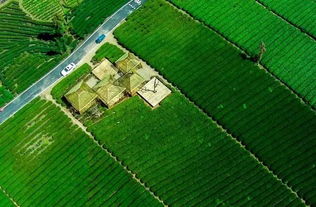 茶園再添綠色新篇 我縣成功創建全國綠色食品原料茶葉標準化生產基地